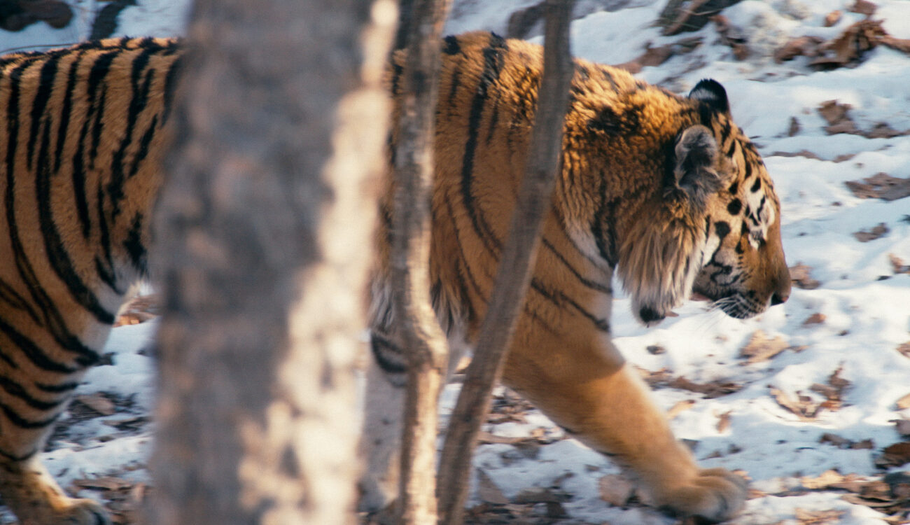 SUNDANCE 2019: Spotlight DP Matt Porwoll - "Tigerland"