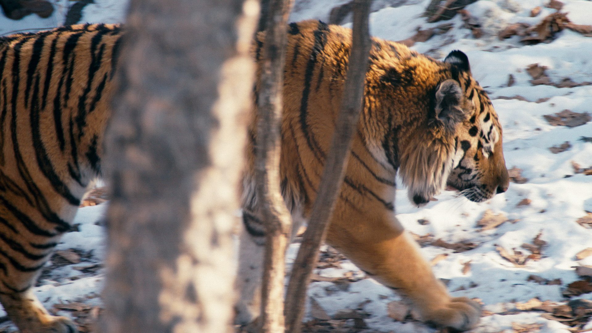 SUNDANCE 2019: Con el foco puesto en el director de fotografía Matt Porwoll - “Tigerland”