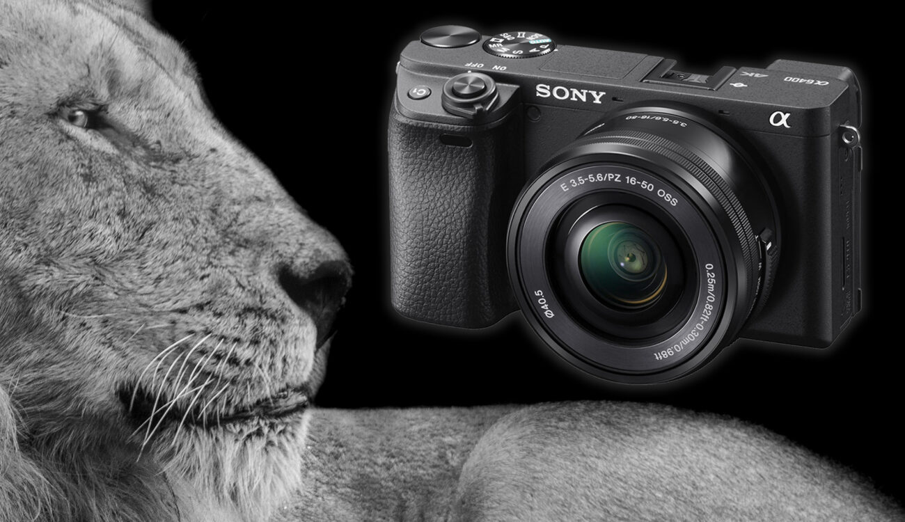 Sony a6400 Firmware 2.0 Enables Real-Time Animal Eye Autofocus