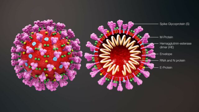 Coronavirus Graphics (Taken from: TDM Audio Pro Presentation, 2020)