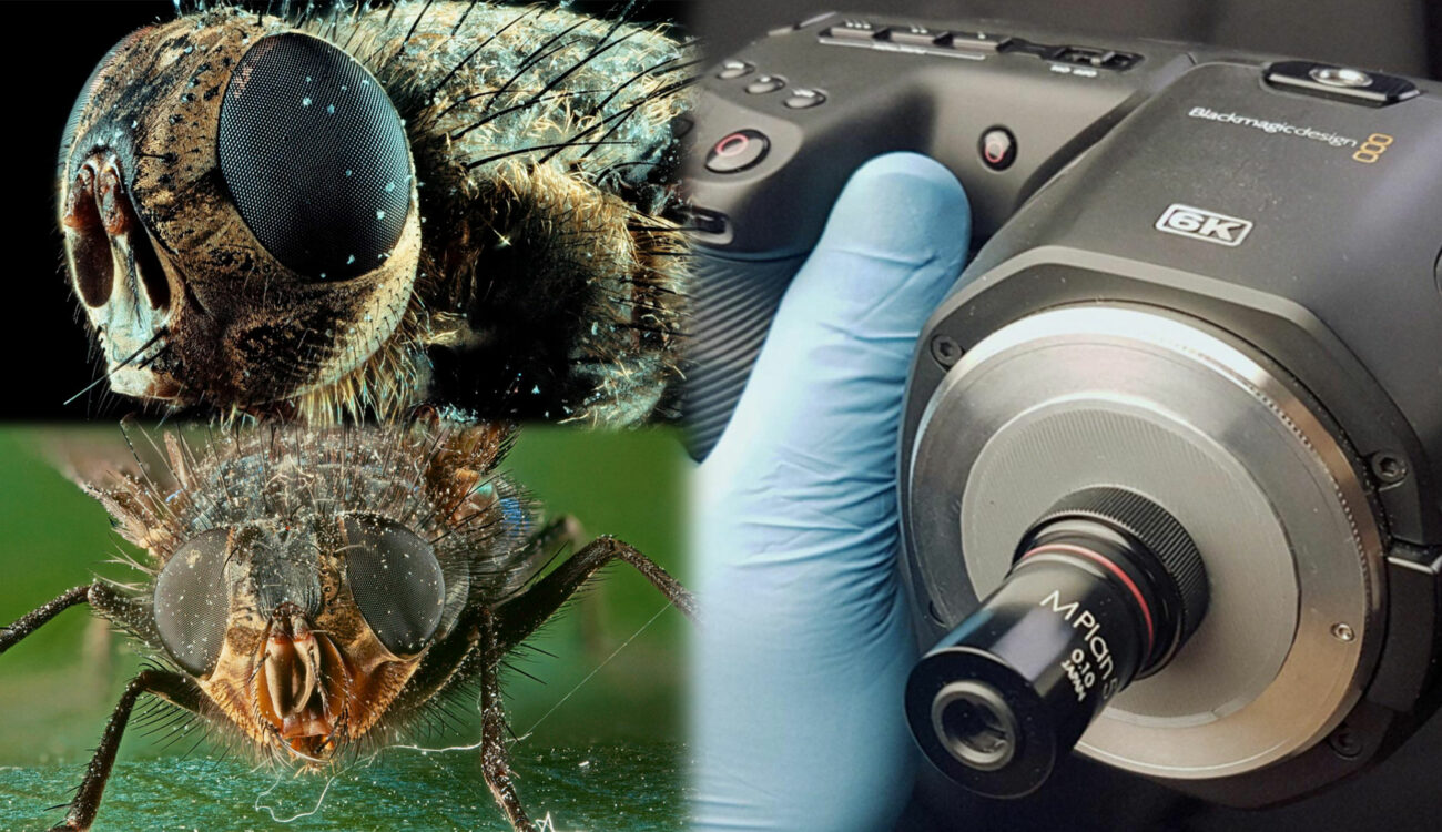 Adapt Microscope Lenses to the BMPCC 6K for Impressive Macro Shots