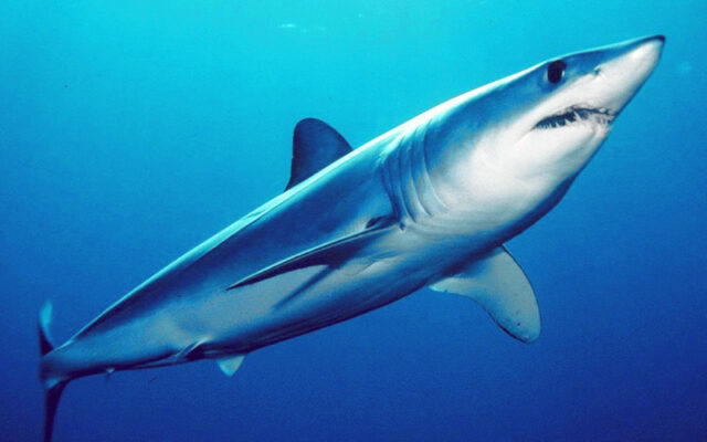 Mako Shark caught by drone. 