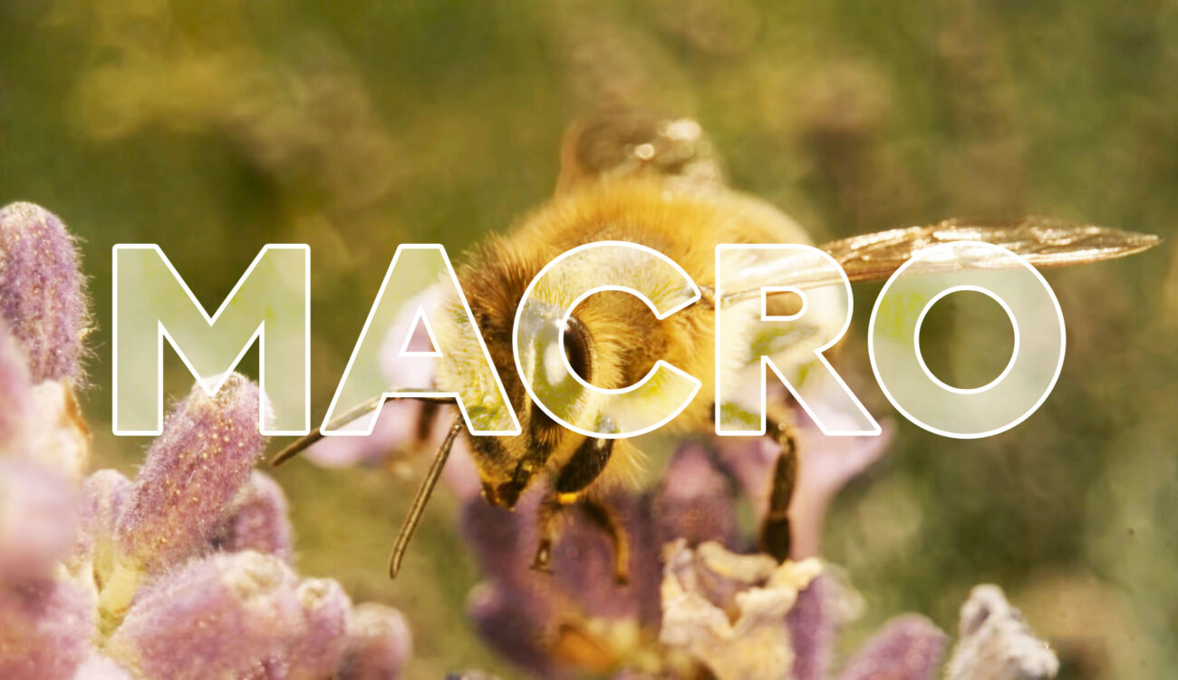 Bee sitting on a flower macro