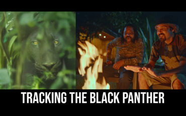 最小限の機材で撮影した野生動物映画「ブラックパンサーを追え!」