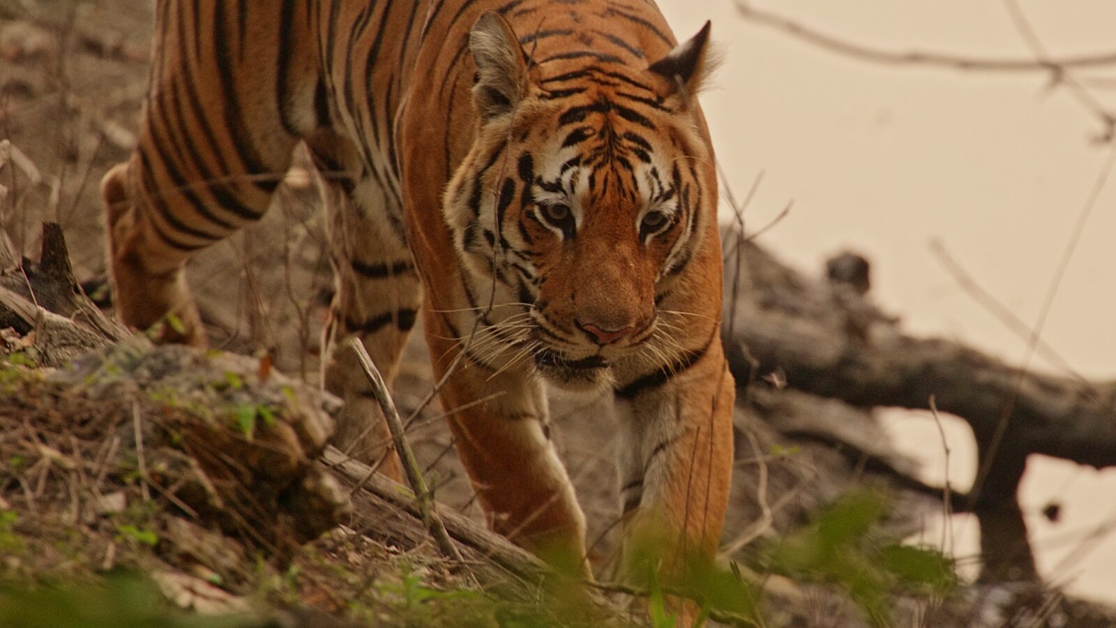 The large Bengal tiger