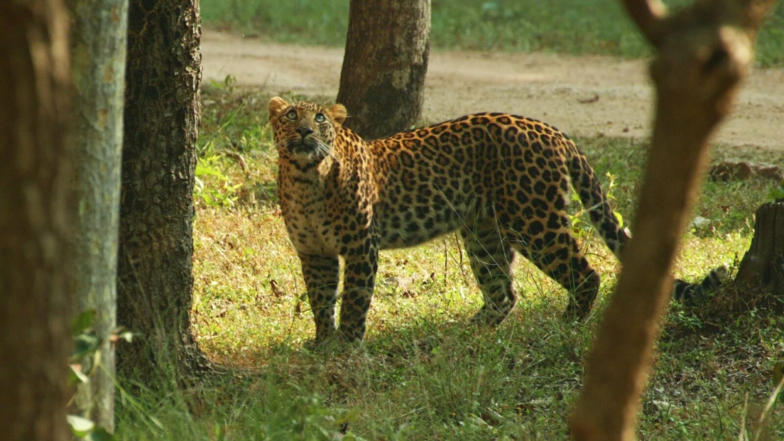 Indian leopard 