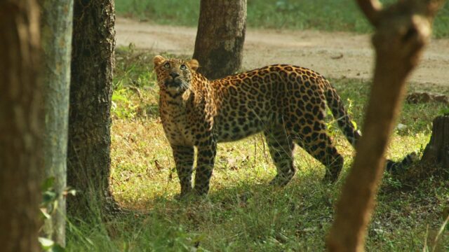 Indian leopard 