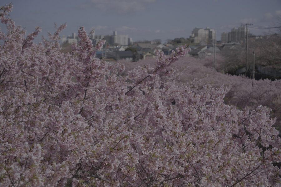 Ungraded 6.2K 3:2 Open Gate image