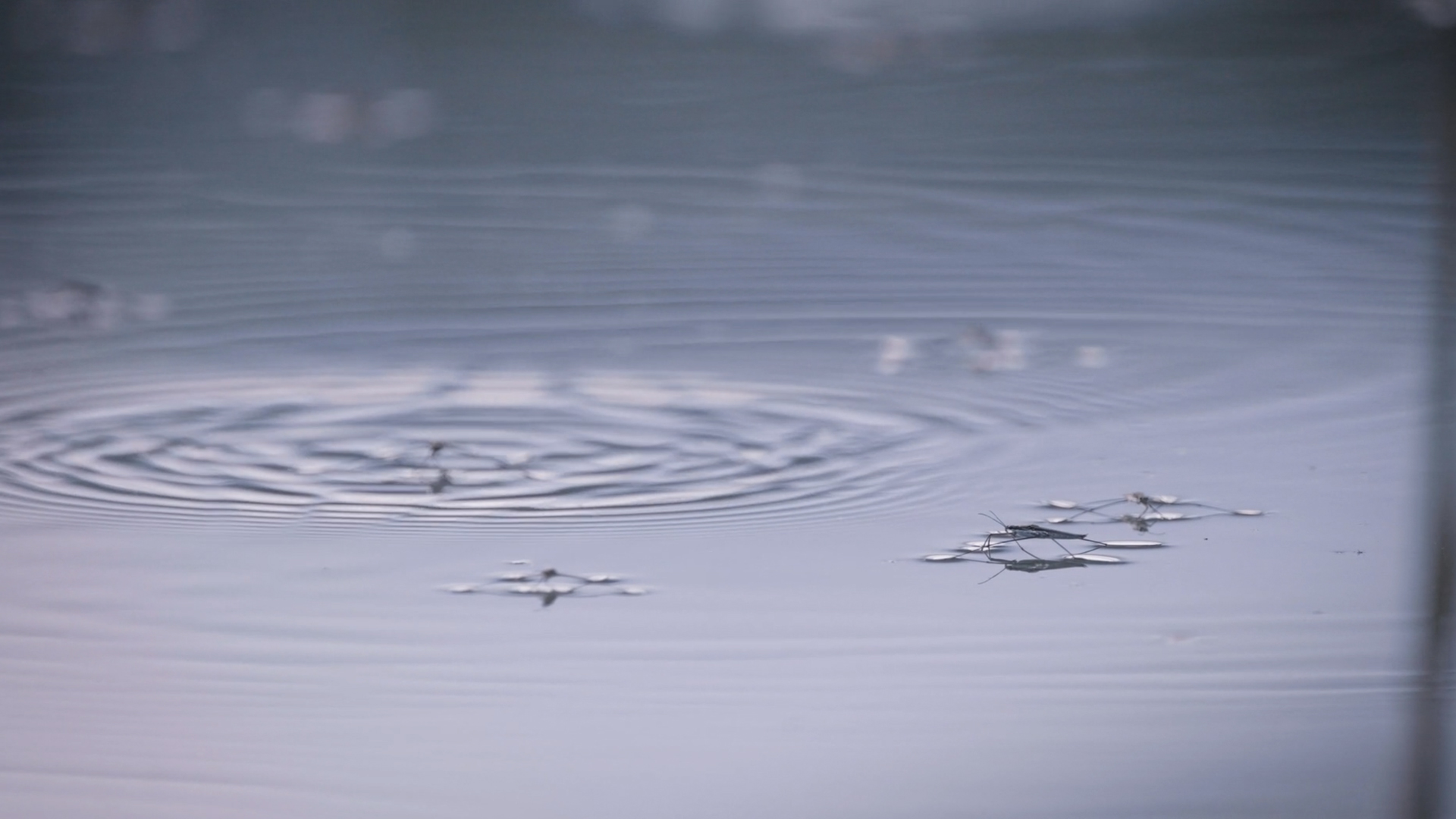 course on wildlife cinematography - the ASC and MZed - a shot from a final video