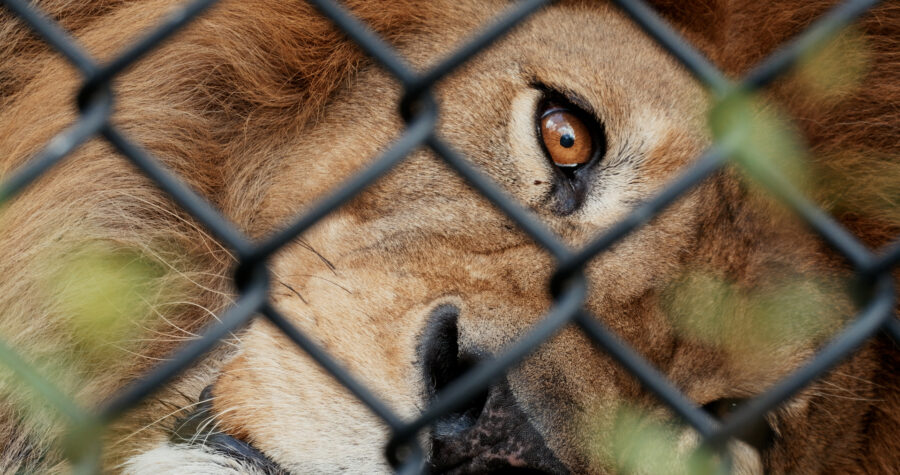 Eye of the Lion, taken with the 100-400mm lens