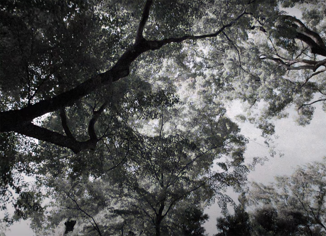 quiet frames of "Perfect Days" - the concept of komorebi and Hirayama's black-and-white film snapshots